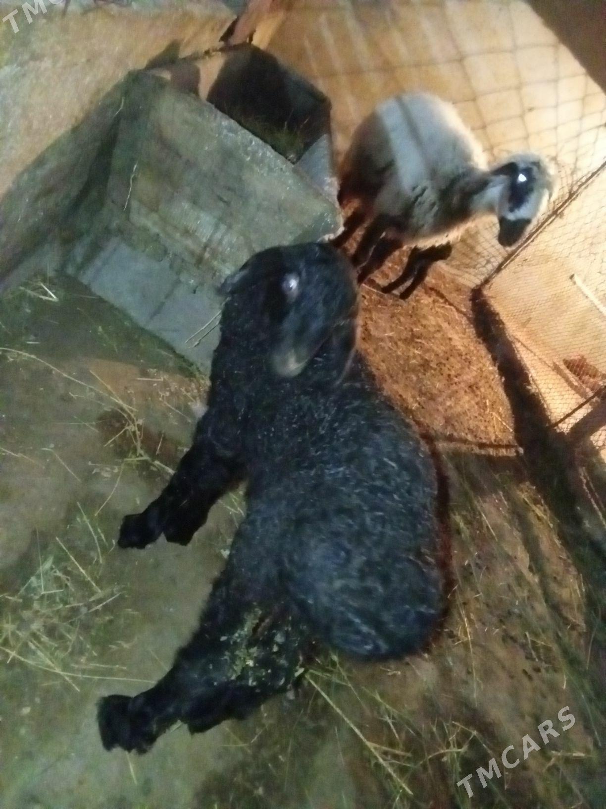 guzy - Bäherden - img 1