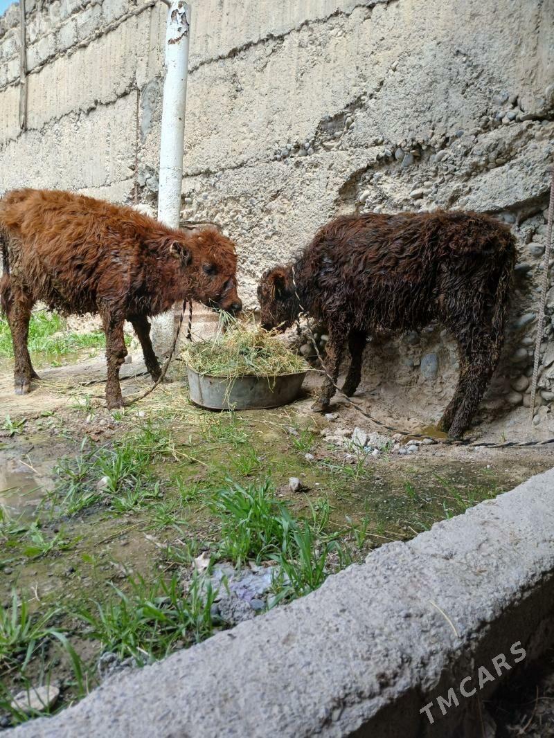 Tüwe - Бузмеин - img 1