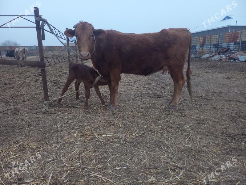 göleli. - Wekilbazar - img 1