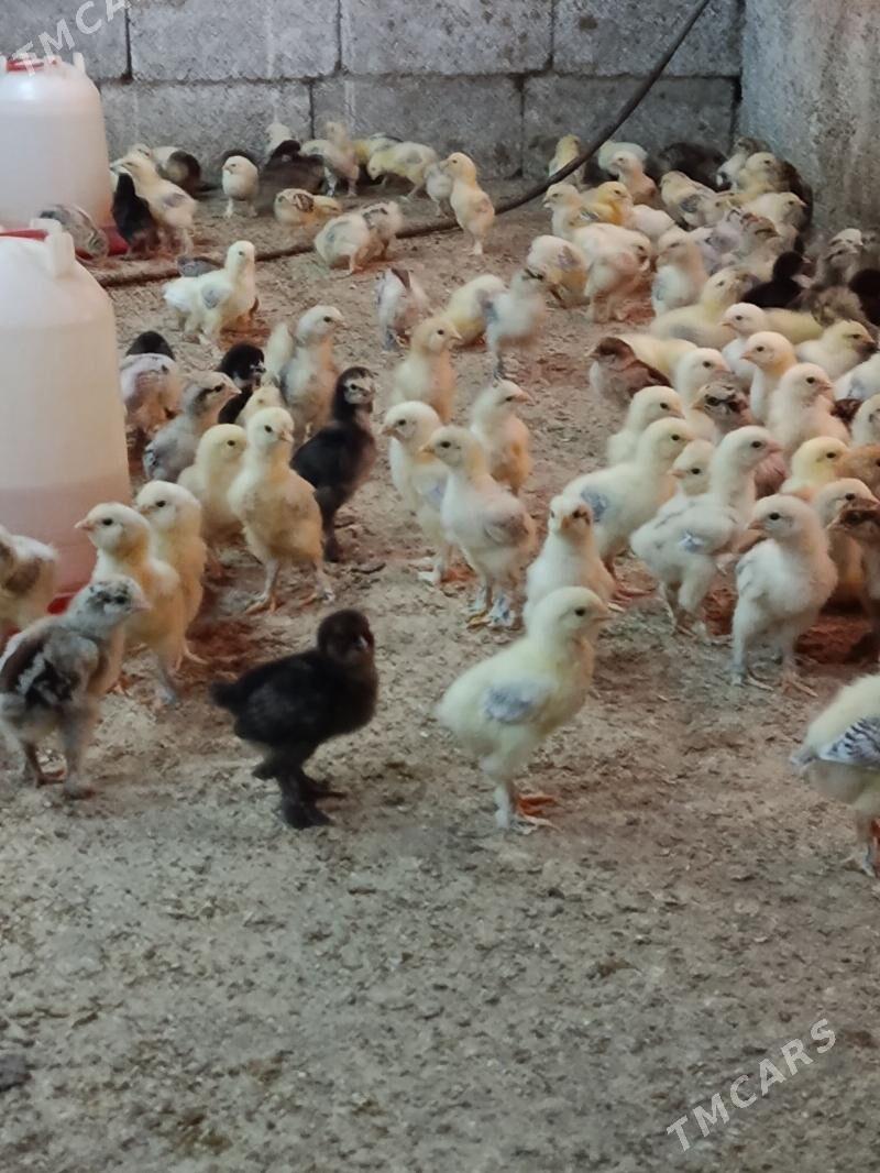 balgar juyje - Анев - img 1