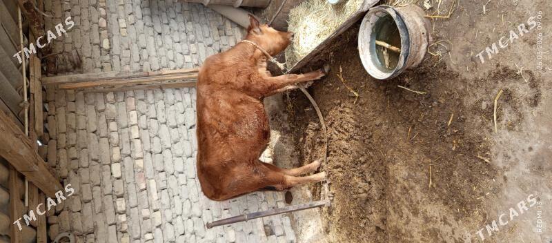 Gulajyn gole - Мары - img 1