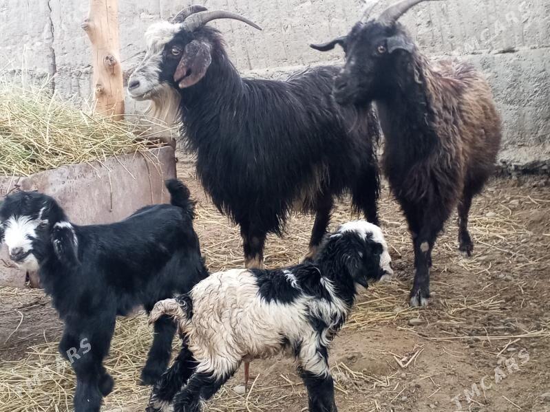 Owlakly geçiler - Bäherden - img 1