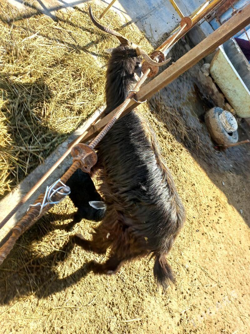 owlakly geçi - Ашхабад - img 1