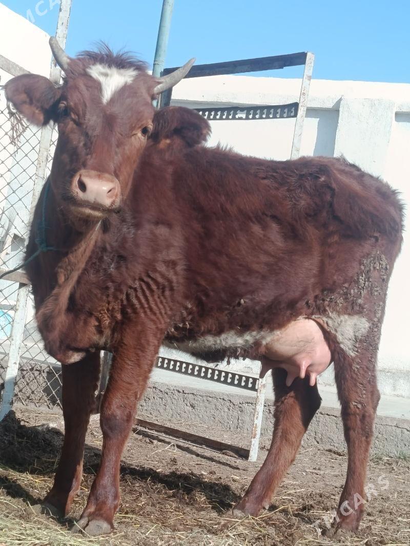 goleli sygyr - Туркменабат - img 1