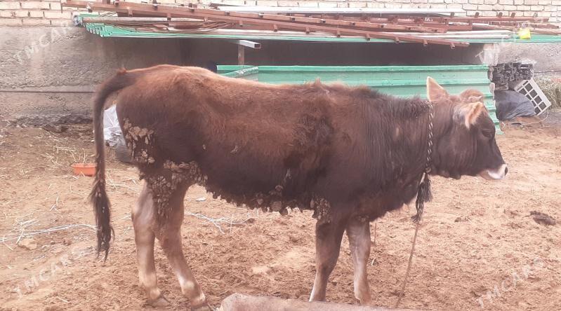 tuwe - Garadamak - img 1