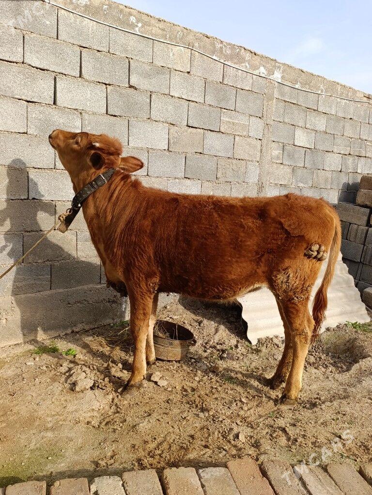 tuwe - Aşgabat - img 1