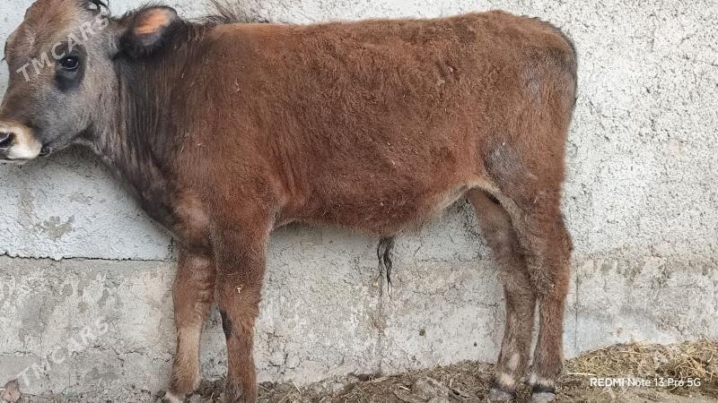 ÖKÜZ - Багир - img 1