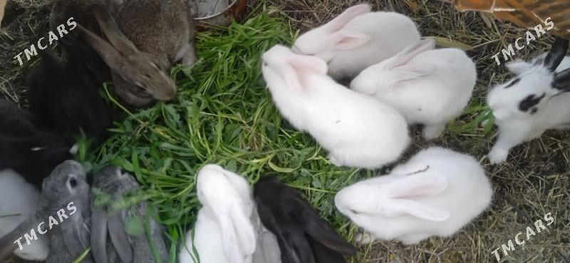 Towsan çağa - Сакар - img 1