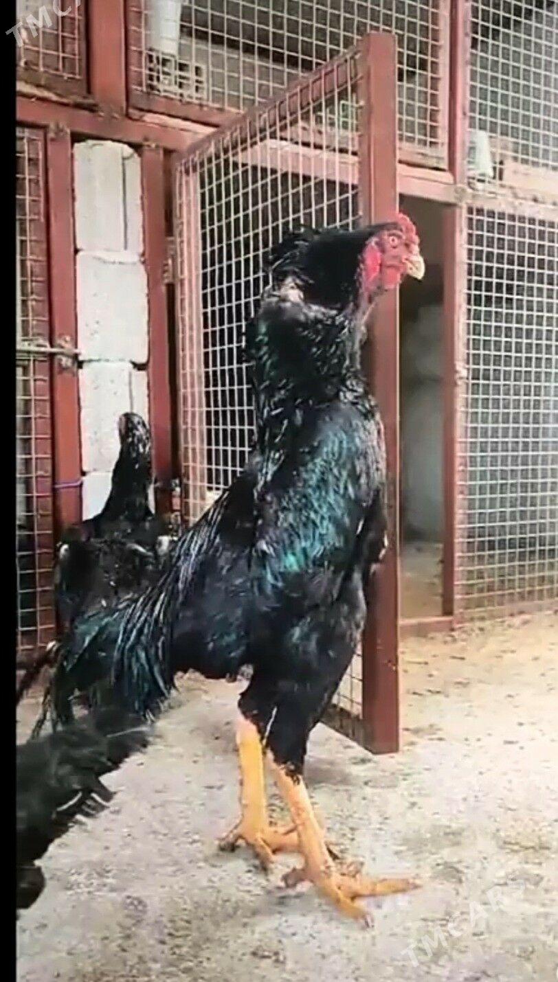 Horaz - Векильбазар - img 1