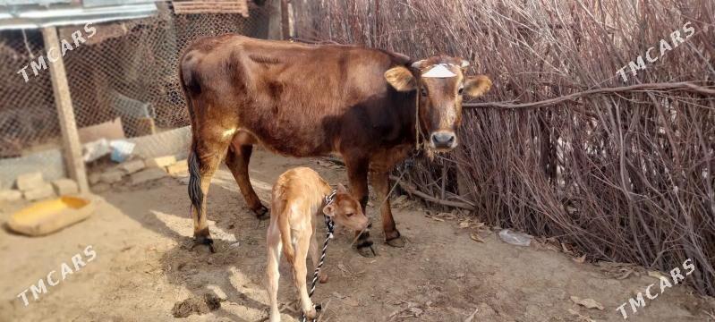Goleli Sygyr Boğaz. - Garagum etraby - img 1