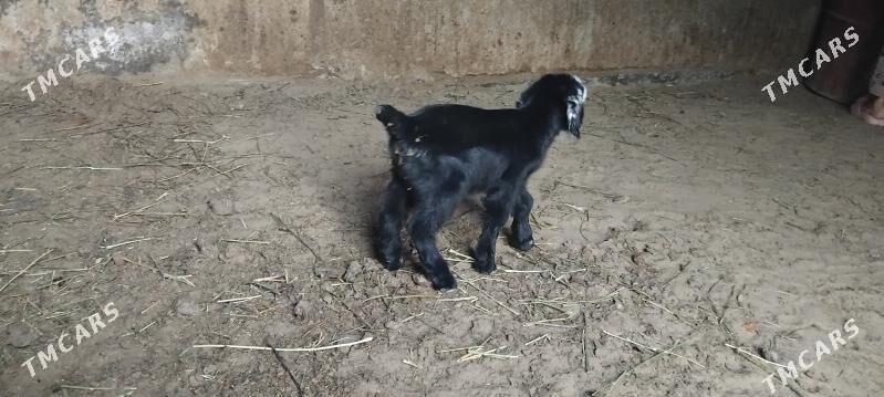 owlak - Гёкдепе - img 1