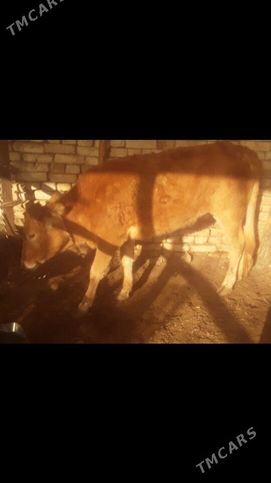 Gulajyn - Murgap - img 1