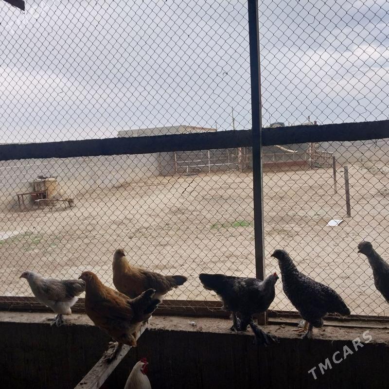 balgar towuk - Бахарден - img 1