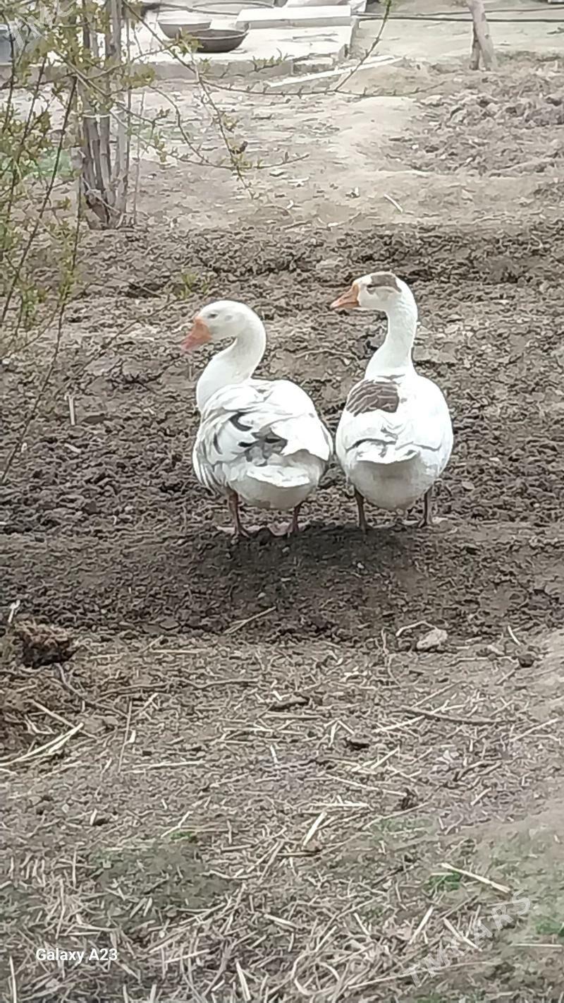 GUUS - Анев - img 1