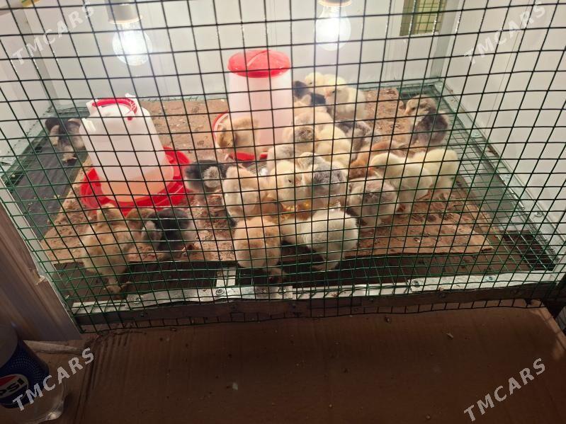 Brama jüýjeler - Анев - img 1