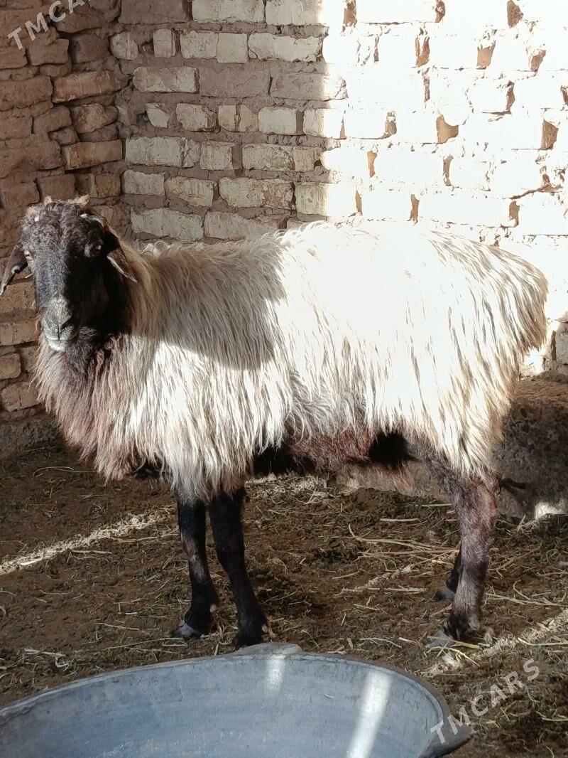 Gysyr goýun meýdan bakynmaga - Бабадайхан - img 1