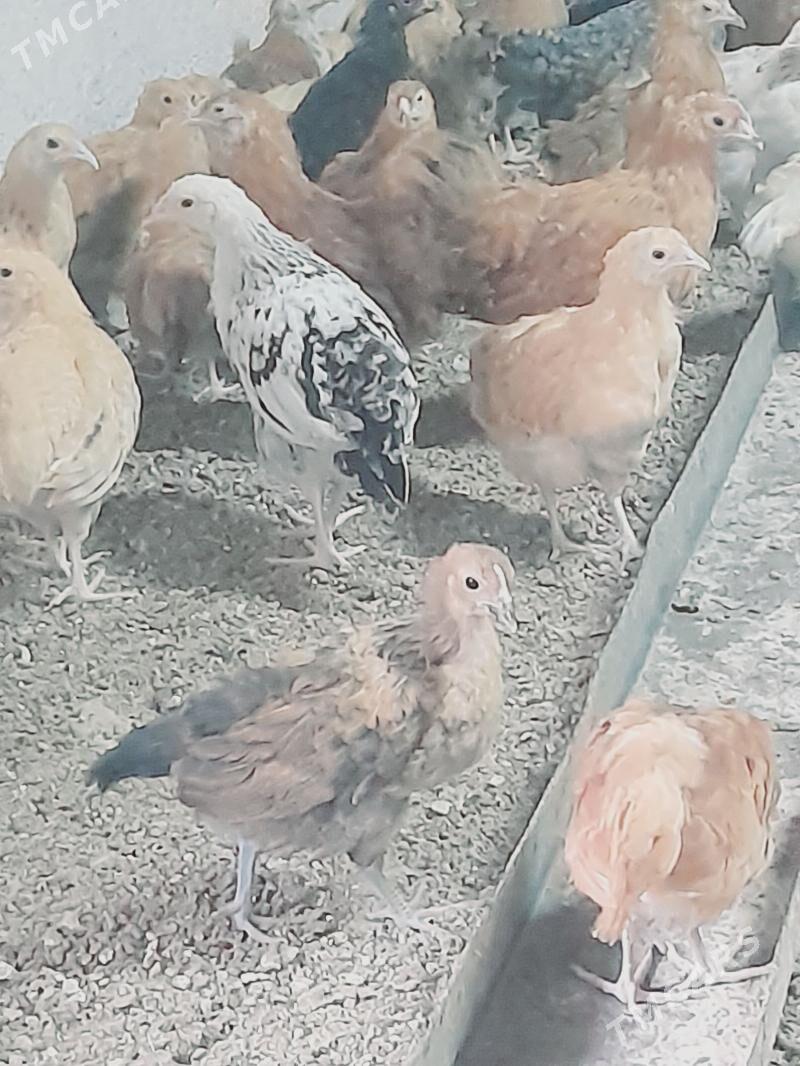 Juýje - Теджен - img 1