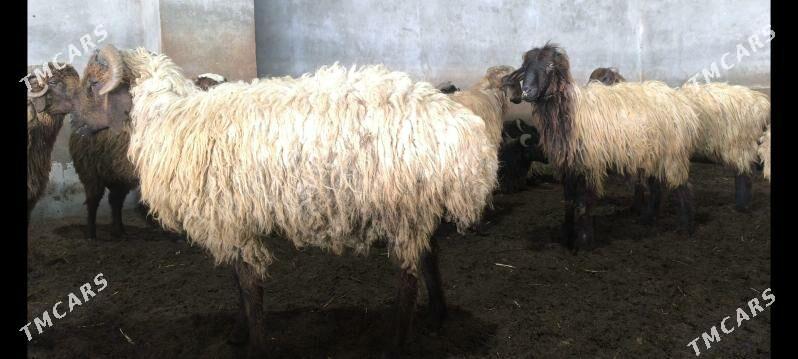 goç - Векильбазар - img 1