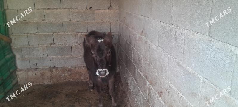 okuz gole - Ýalkym - img 1