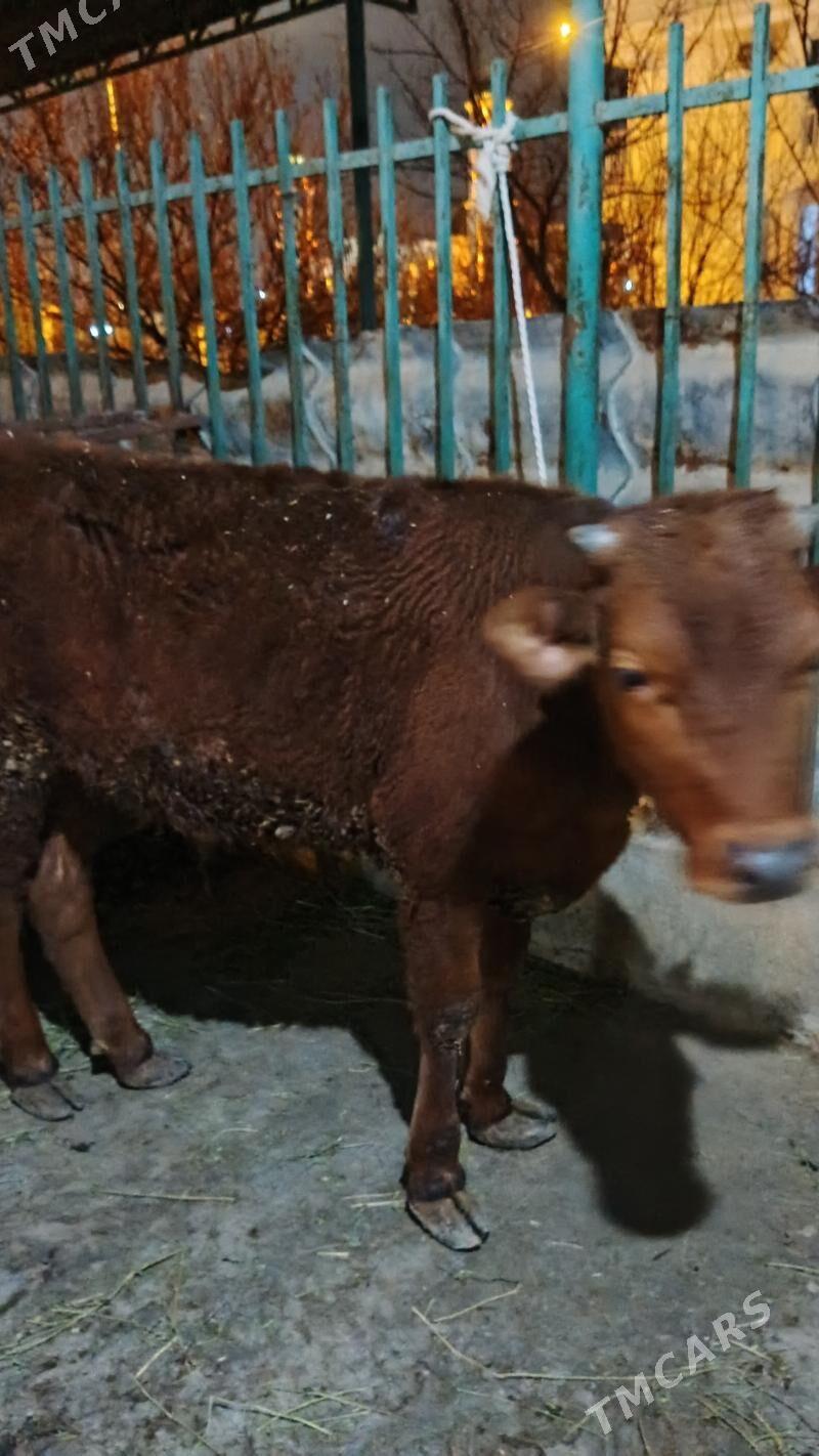 okuz - Täze zaman - img 1