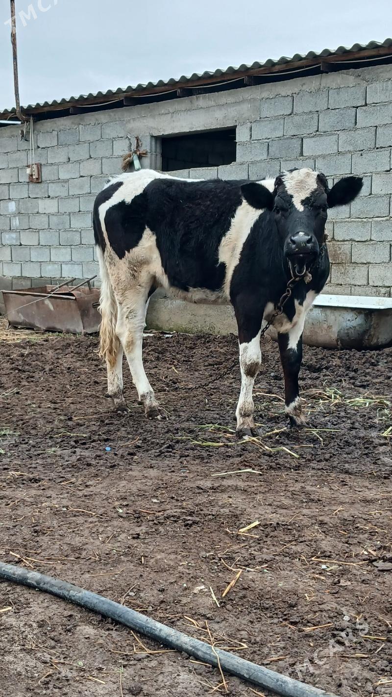 GARALA GALIŠŞDEŸIN TÜWE - Gökdepe - img 1