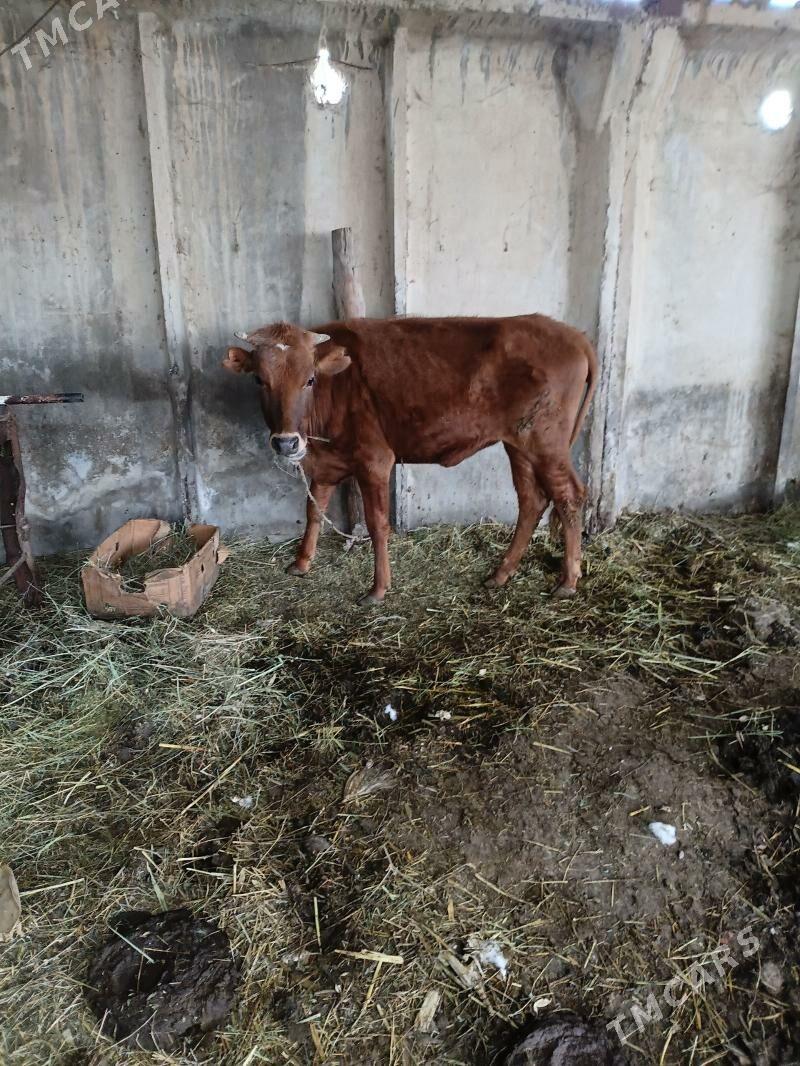 tüwe - Ak bugdaý etraby - img 1