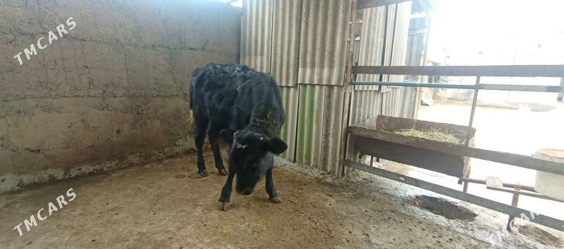 öküz - Aşgabat - img 1