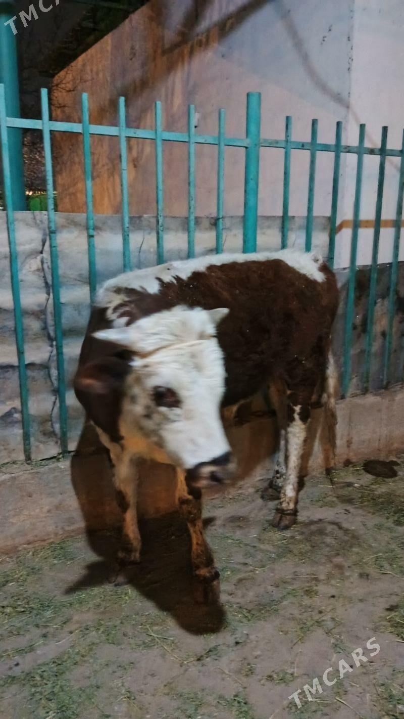 Okuz - Тязе заман - img 1