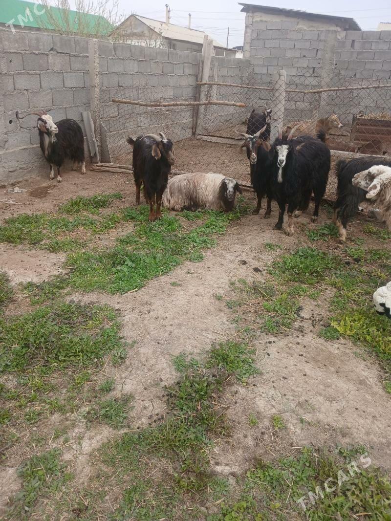 Gysyr geci - Гёкдепе - img 1