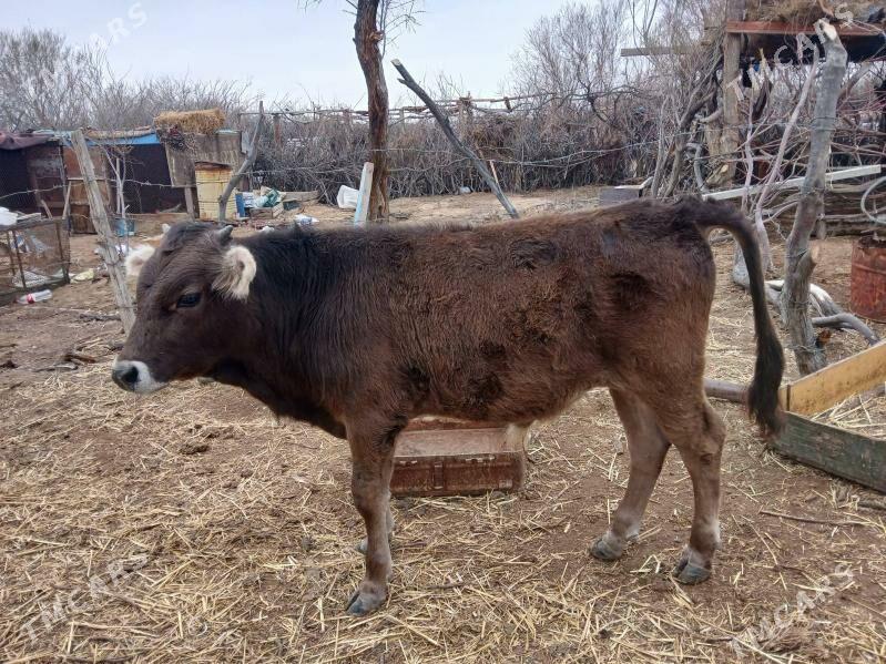 okuz - Туркменбаши - img 1