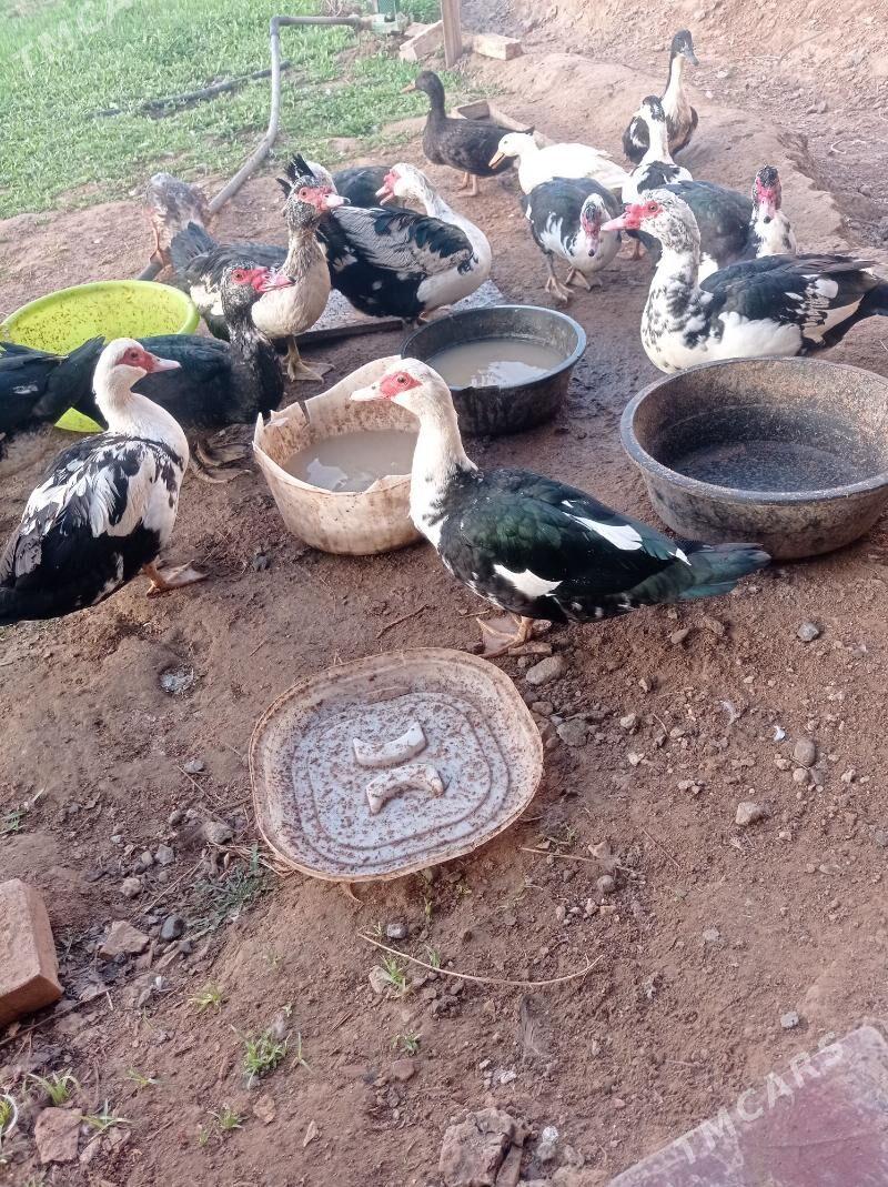 indawutka erkek - Мургап - img 1