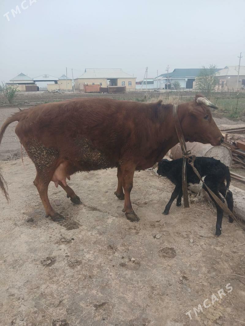 goleli sygyr - Векильбазар - img 1