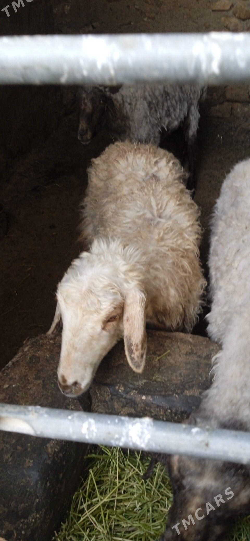 goýun - Джебел - img 1