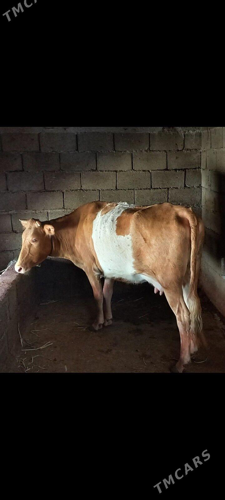 Sygyr bogaz - Ашхабад - img 1