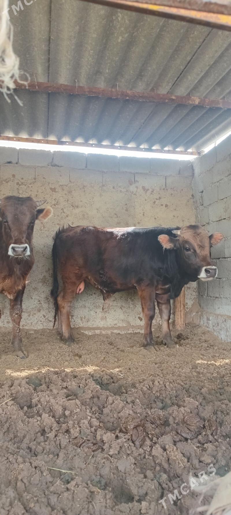 öküz 2sany - Änew - img 1