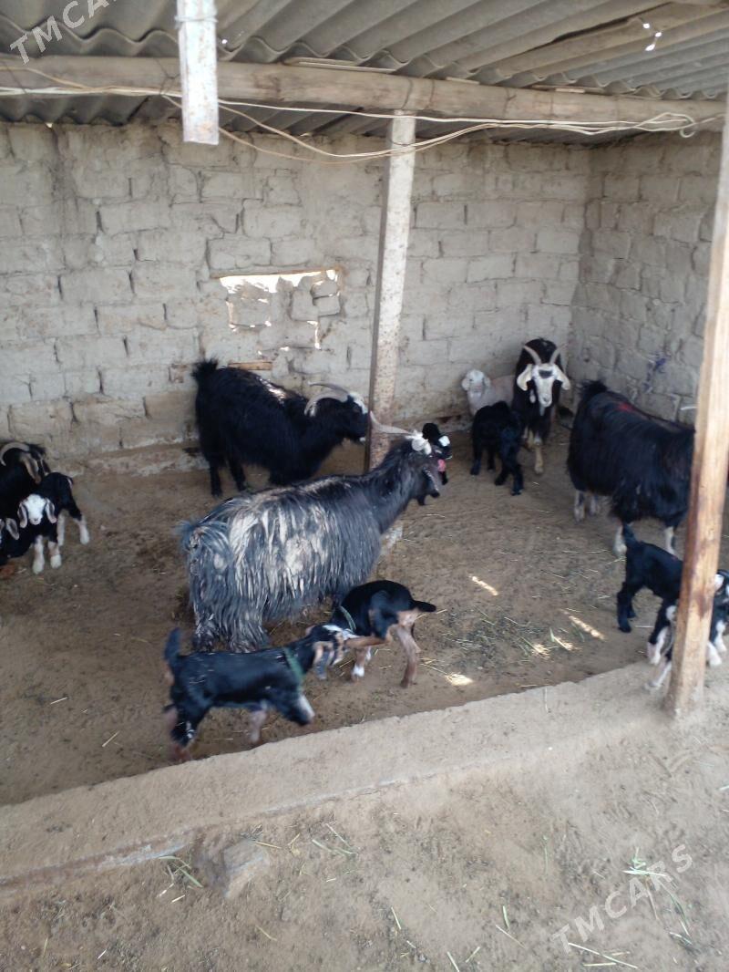 ekiz oglakly geçi - Гёкдепе - img 1