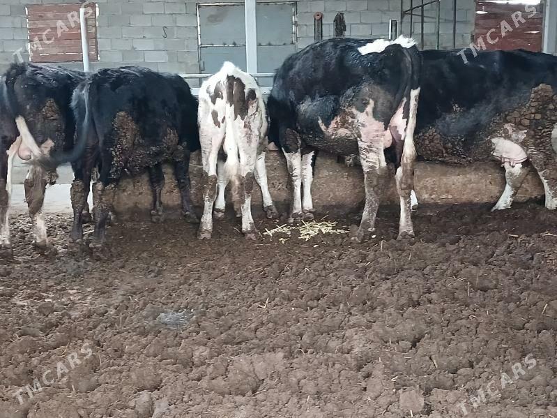 bogaz sygyr - Яшлык - img 1