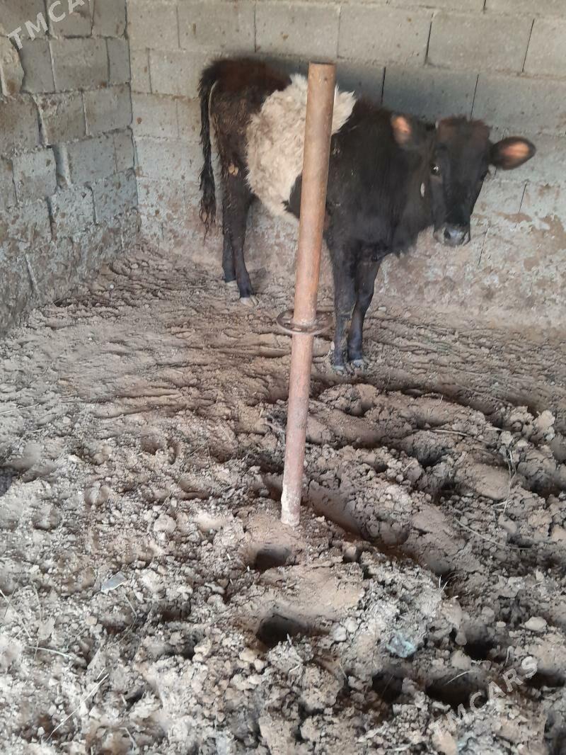 tuwe - Änew - img 1