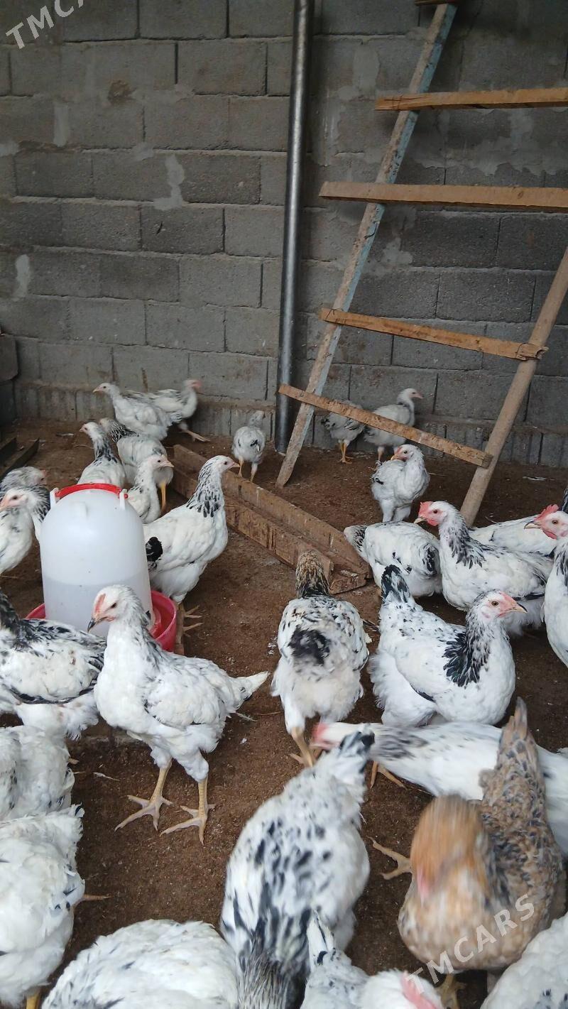 Towuk horaz - Gypjak - img 1