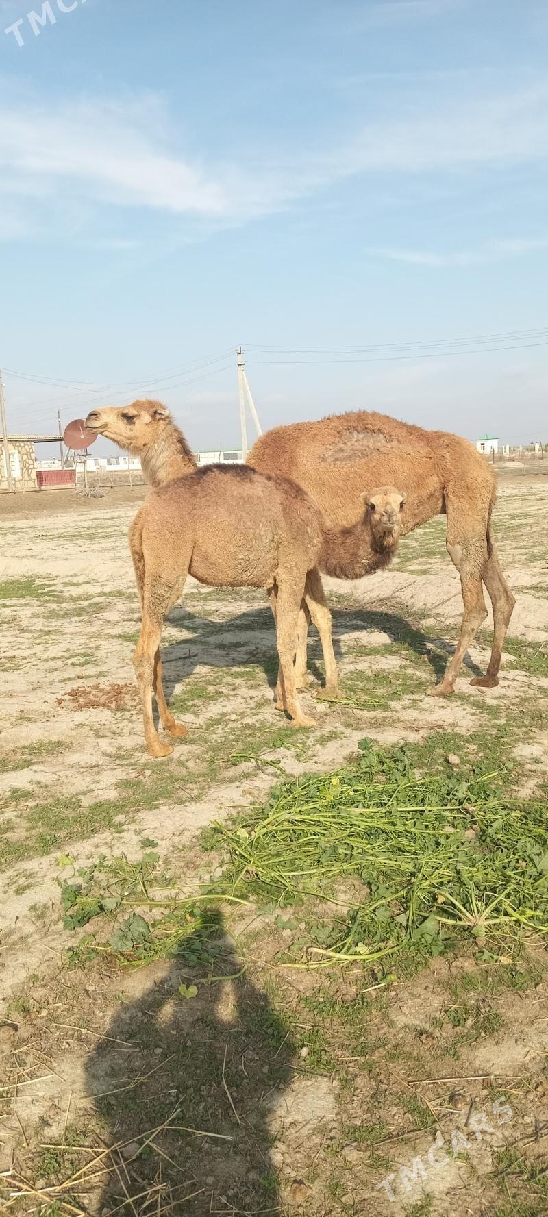 torumly düye - Этрек - img 1