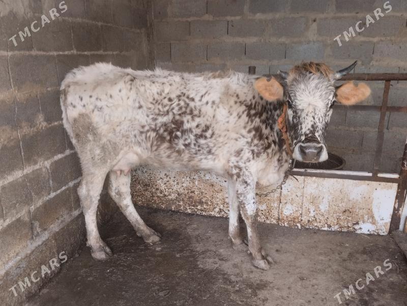 Göleli Sygyr - Бахарден - img 1