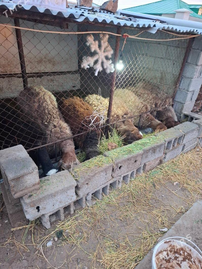 bogaz goyun gisar - Ак-Бугдайский этрап - img 1