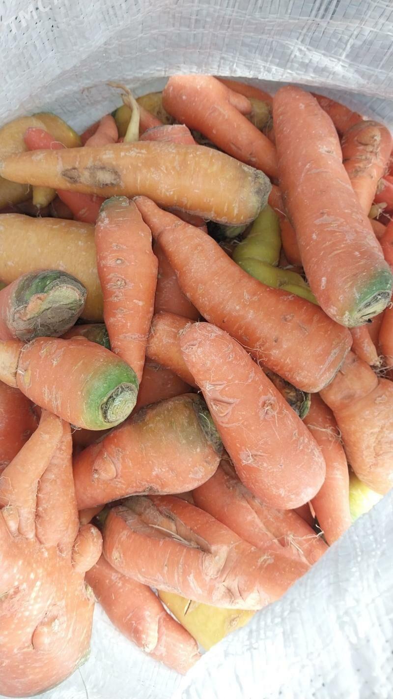 sygyrlara - Ruhabat (90-njy razýezd) - img 1