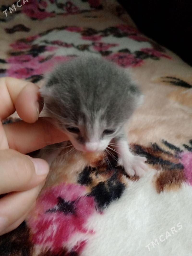 продается котенок вислоухий - Aşgabat - img 1