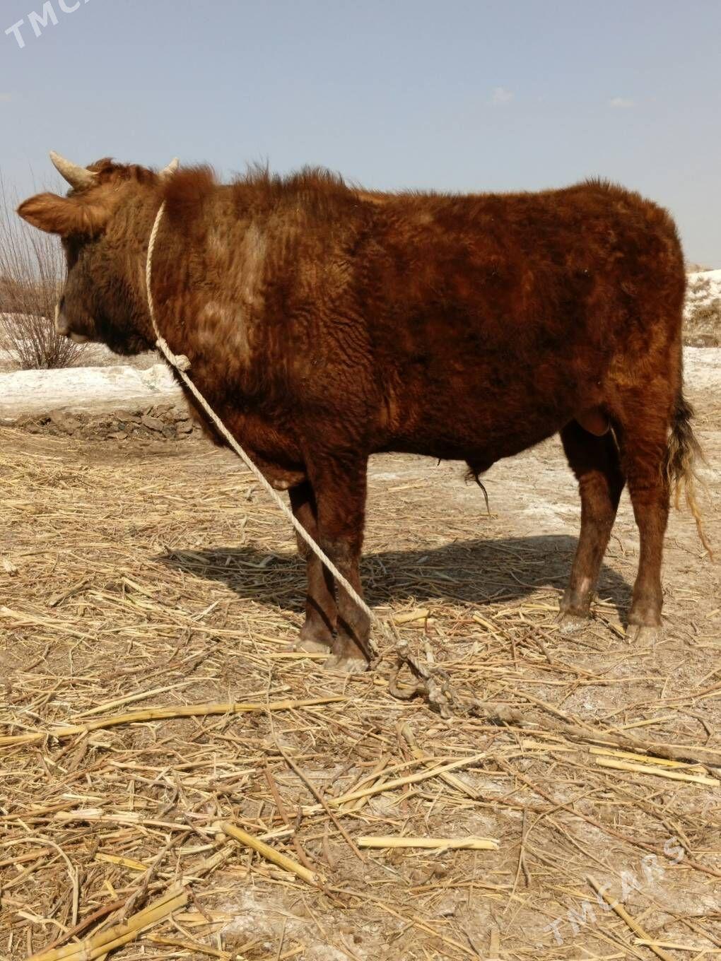 ökiz - Кёнеургенч - img 1