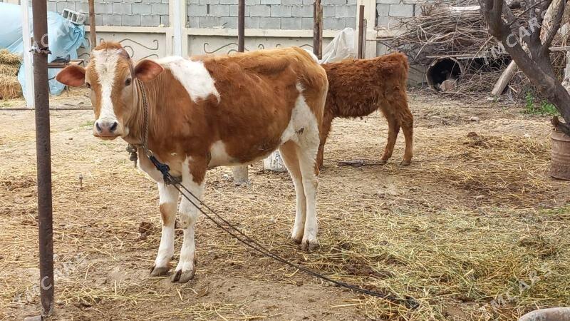 Simental Tuwe - Бузмеин - img 1