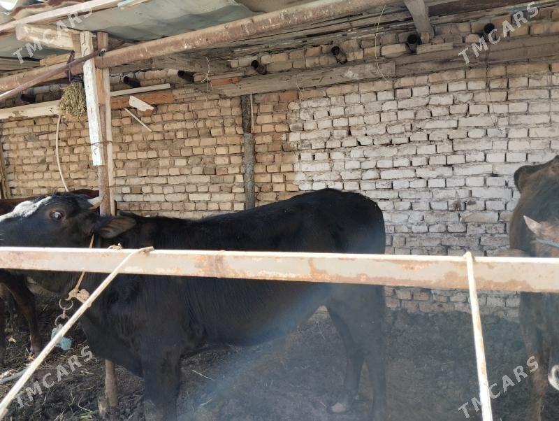 2 öküz 1unajyn - Çärjew - img 1