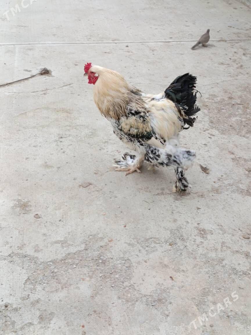 Brama horaz - Gurtly - img 1