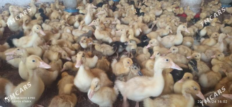 ordek - Дашогуз - img 1