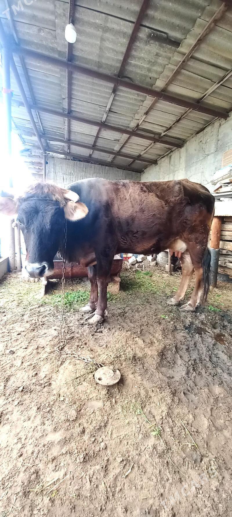 Sygyr bogaz - Gökdepe - img 1